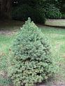 Picea dwarf